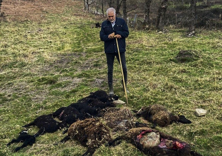 Arenas de Iguña y Rionansa también ven las orejas al lobo